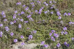 South American mock vervain